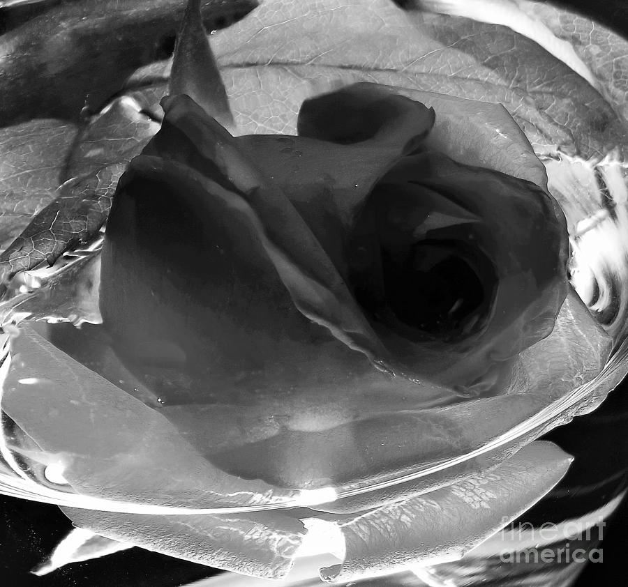 Withered Rose In Black And White Photograph