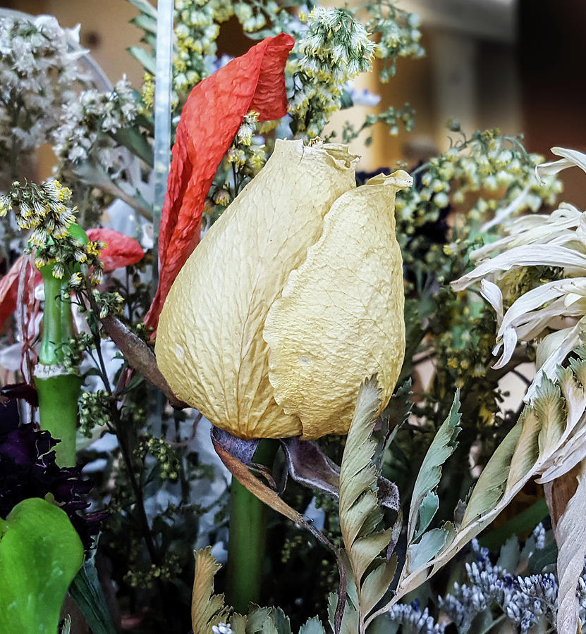 Withered Yellow Rose Bud Photograph