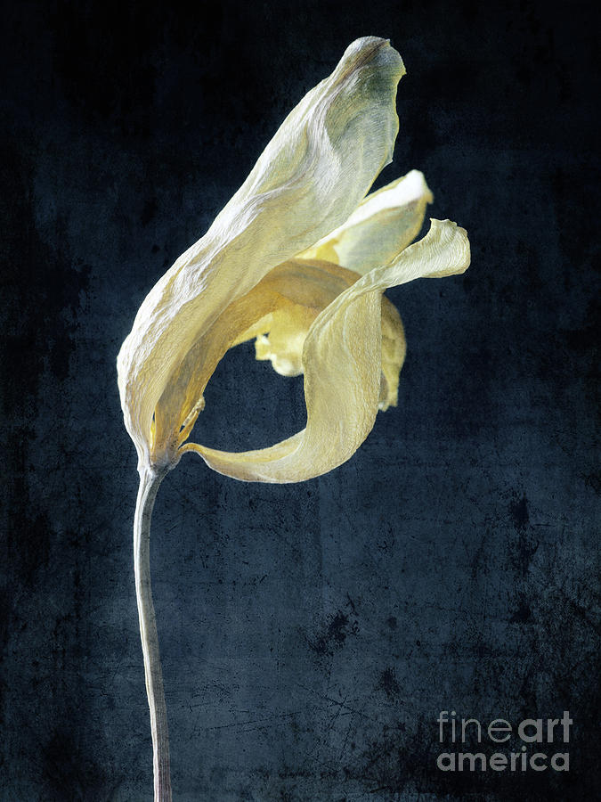 Withered yellow tulip with grunge texture Photograph by Andreas Berheide