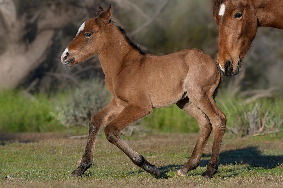 Wobbly Foal. Photograph by Paul Martin