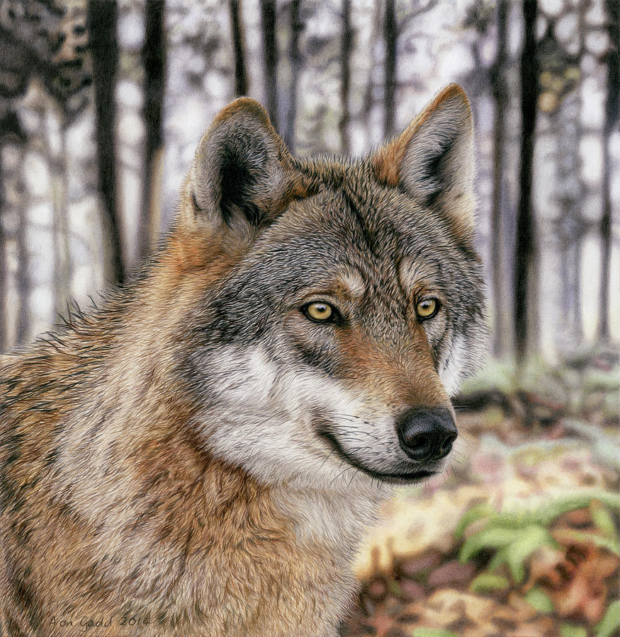 Волк 1 9 5. 1 Волк. Forest Wolf цвет. Волк 2017. Wolves 2017.