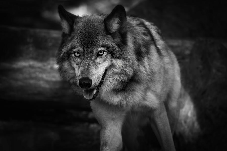 Wolf Photograph by Alex Zhao