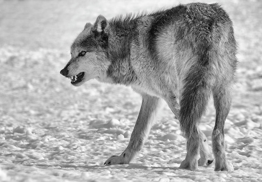 Winter Photograph - Wolf B&w 3884 by Gordon Semmens
