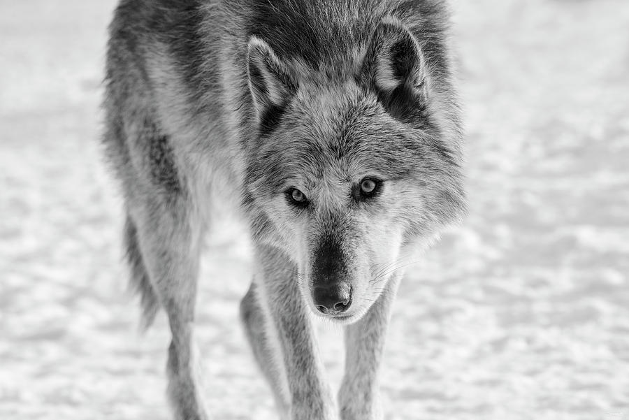Winter Photograph - Wolf B&w 3917 by Gordon Semmens