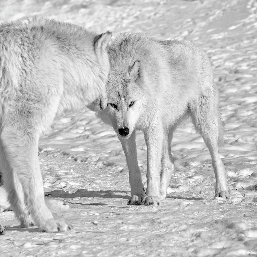 Winter Photograph - Wolf B&w 4337 by Gordon Semmens