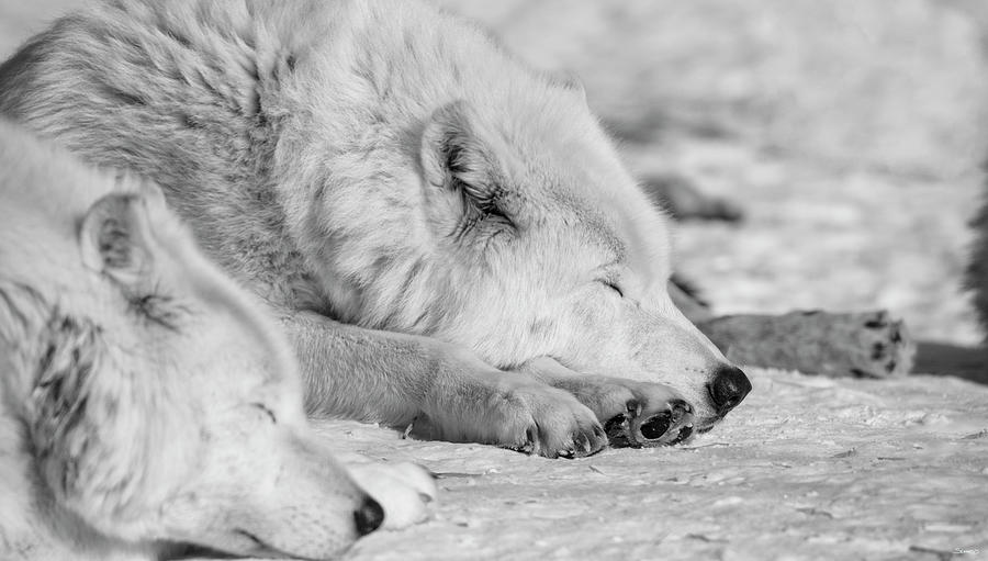 Winter Photograph - Wolf B&w 4354 by Gordon Semmens