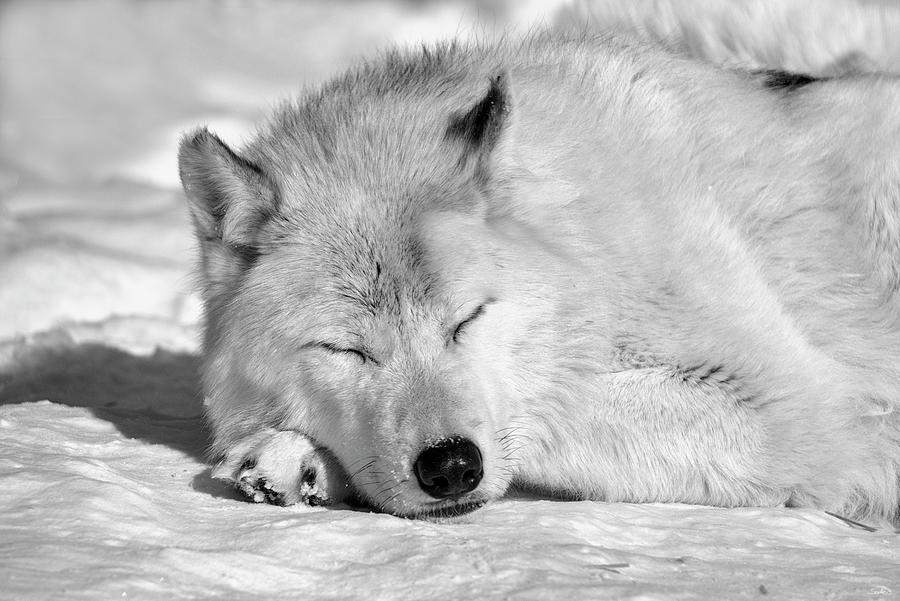 Winter Photograph - Wolf B&w 4418 by Gordon Semmens