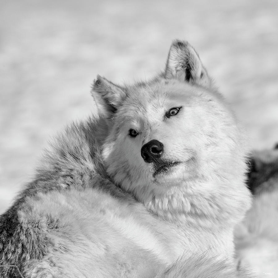 Winter Photograph - Wolf B&w 4430 by Gordon Semmens