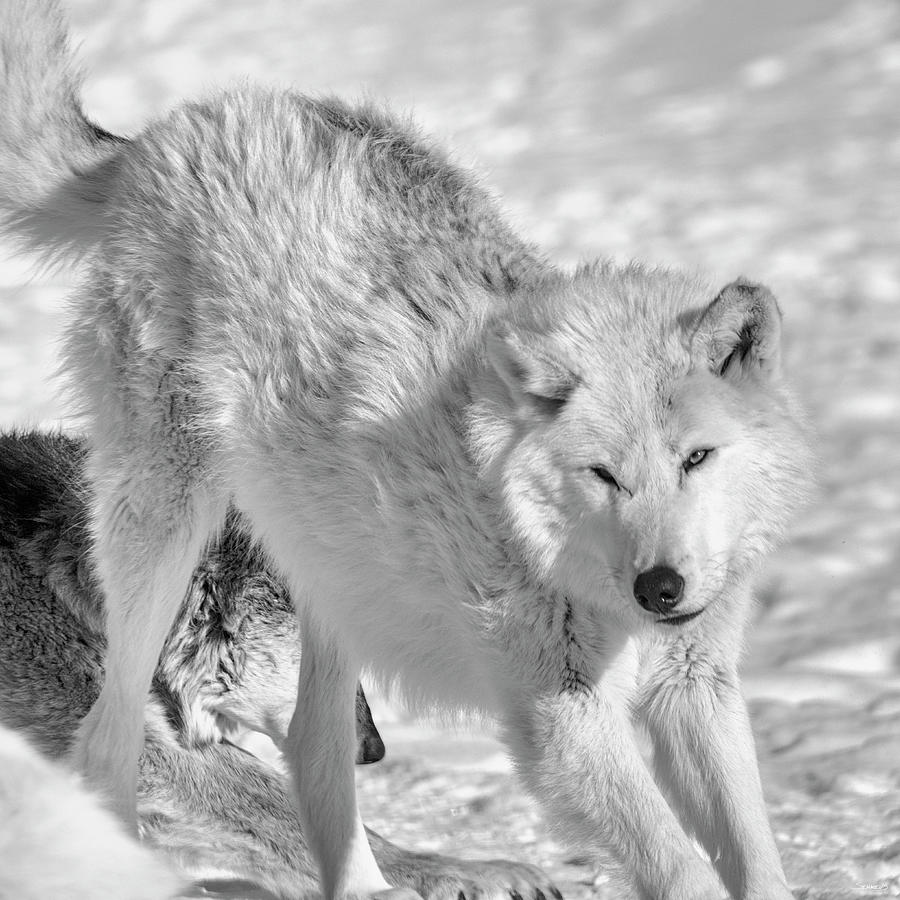 Winter Photograph - Wolf B&w 4509 by Gordon Semmens