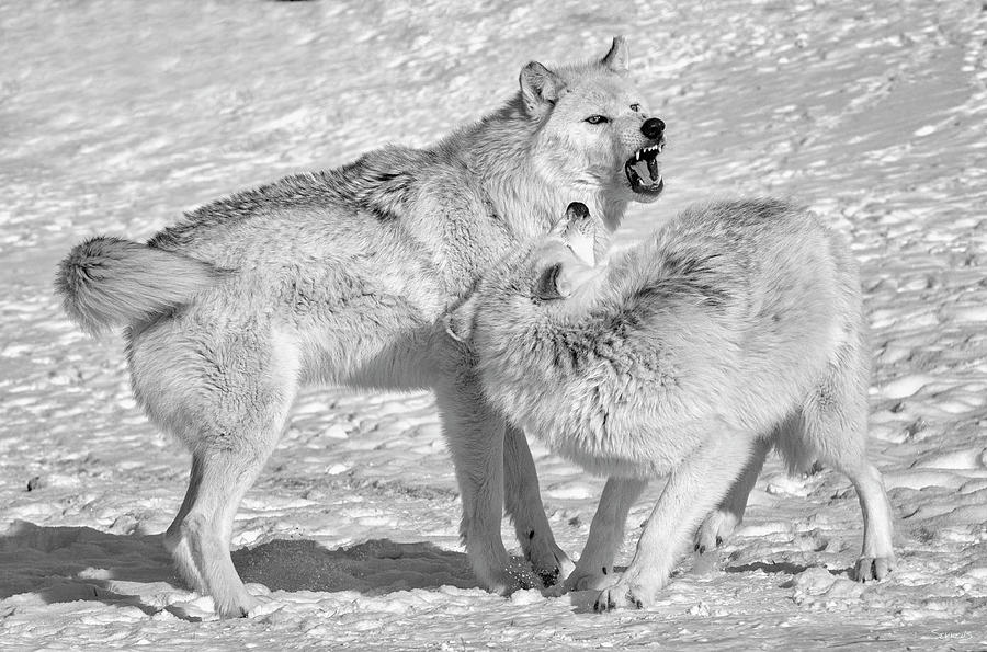 Winter Photograph - Wolf B&w 4555 by Gordon Semmens