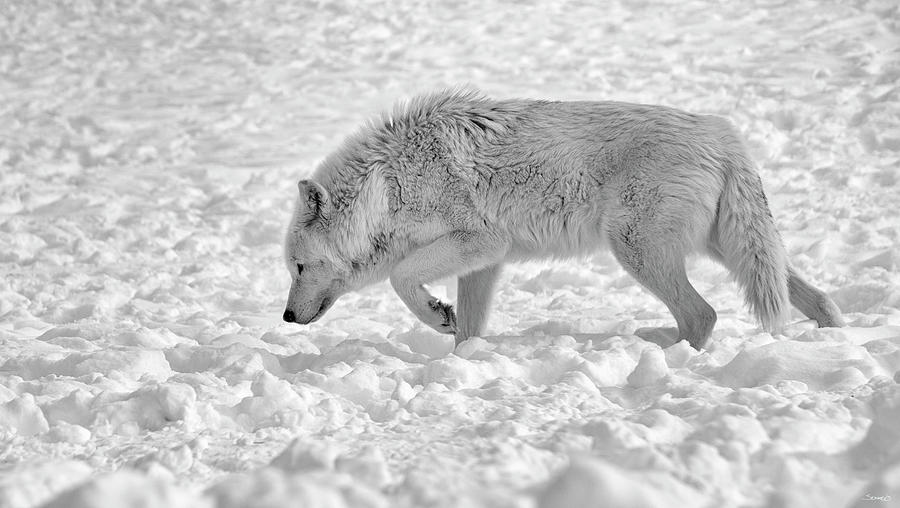 Winter Photograph - Wolf B&w 4885 by Gordon Semmens