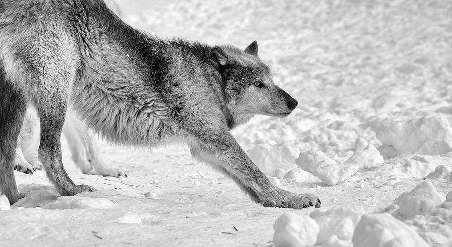 Winter Photograph - Wolf B&w 4896 by Gordon Semmens