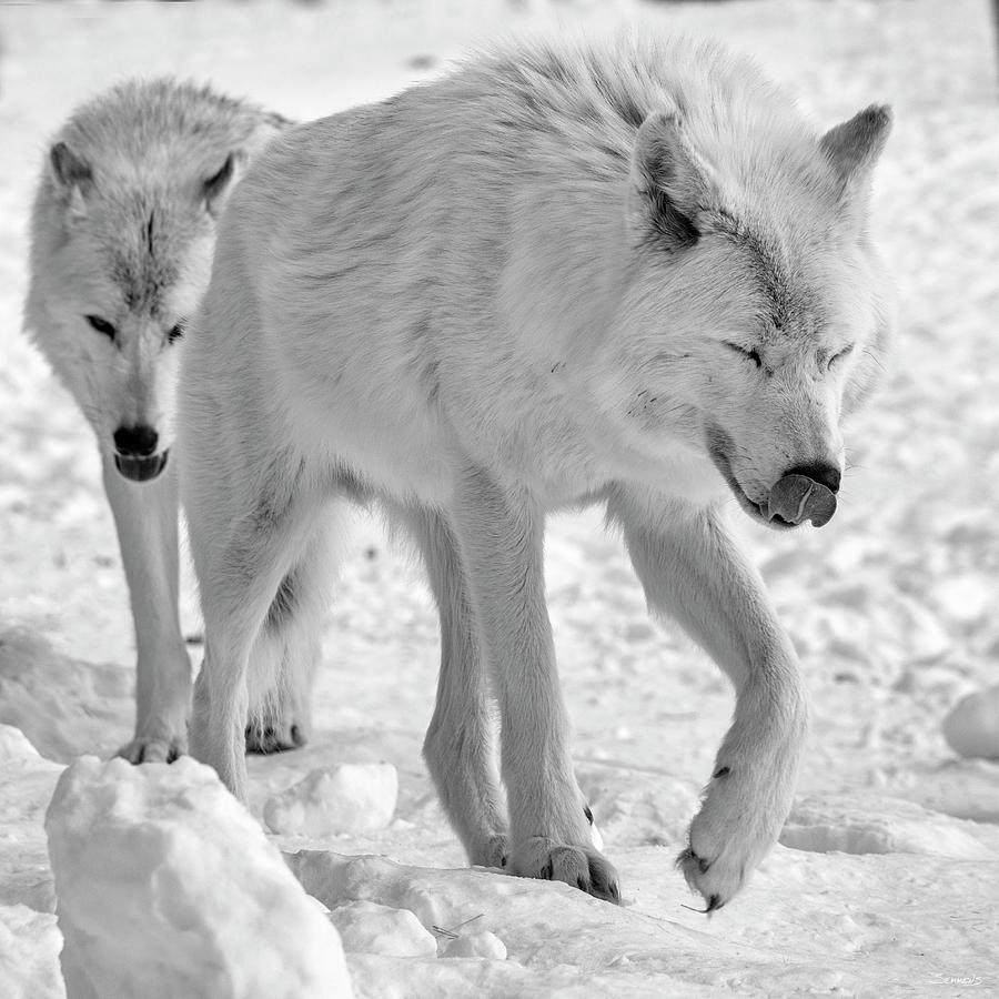 Wolves Photograph - Wolf B&w 5010 by Gordon Semmens