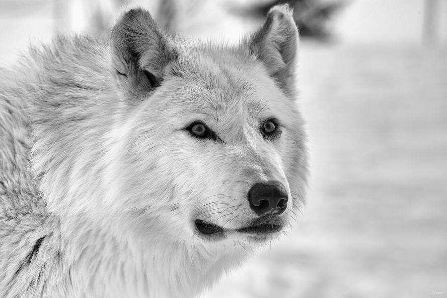 Winter Photograph - Wolf B&w 5014 by Gordon Semmens