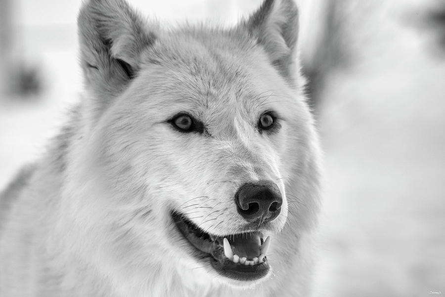 Winter Photograph - Wolf B&w 5019 by Gordon Semmens