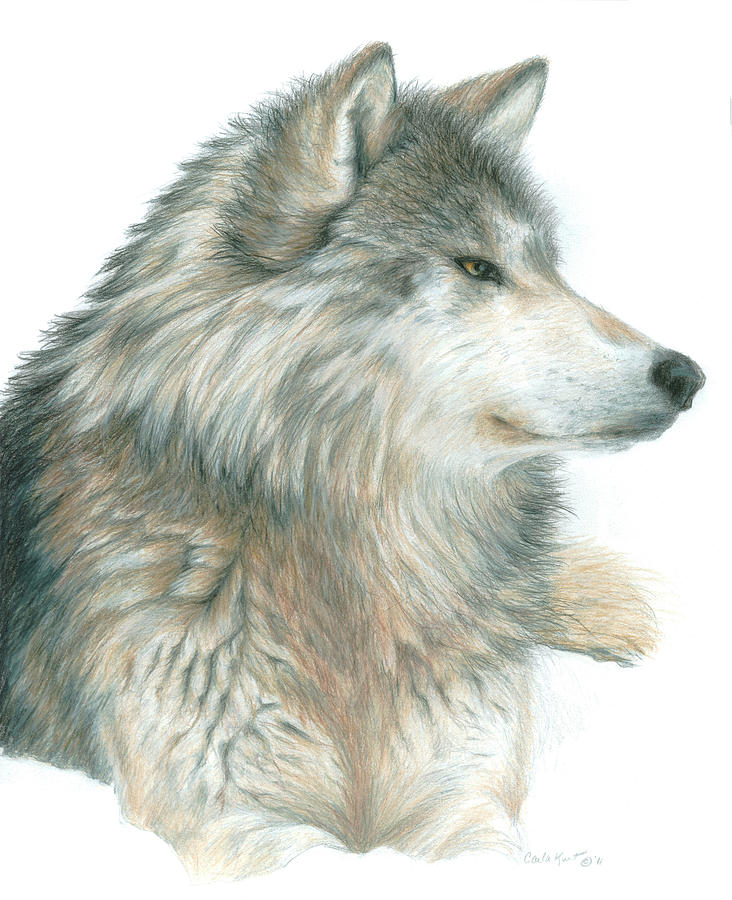 Animal Painting - Wolf by Carla Kurt