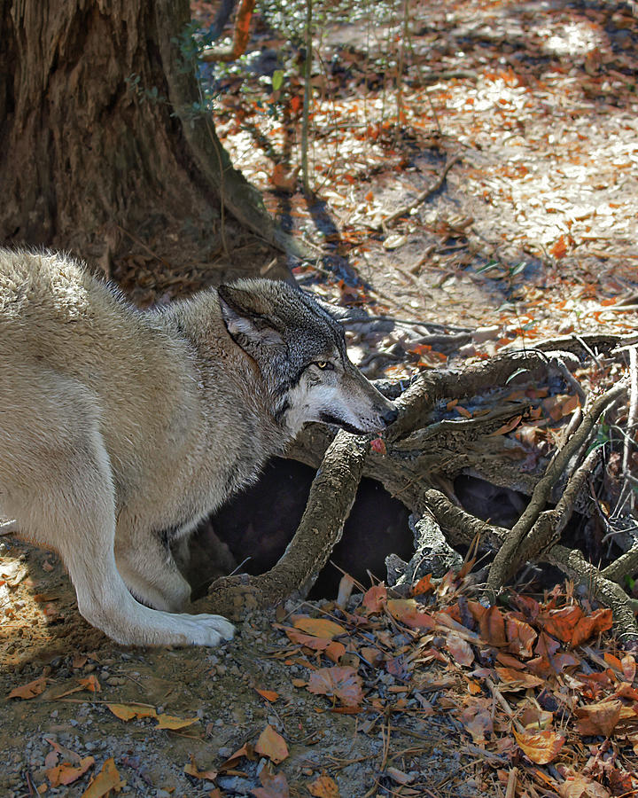 Wolf Den Photograph by Jeannee Gannuch