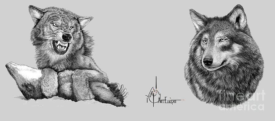Wolf drawings Drawing by Murphy Elliott