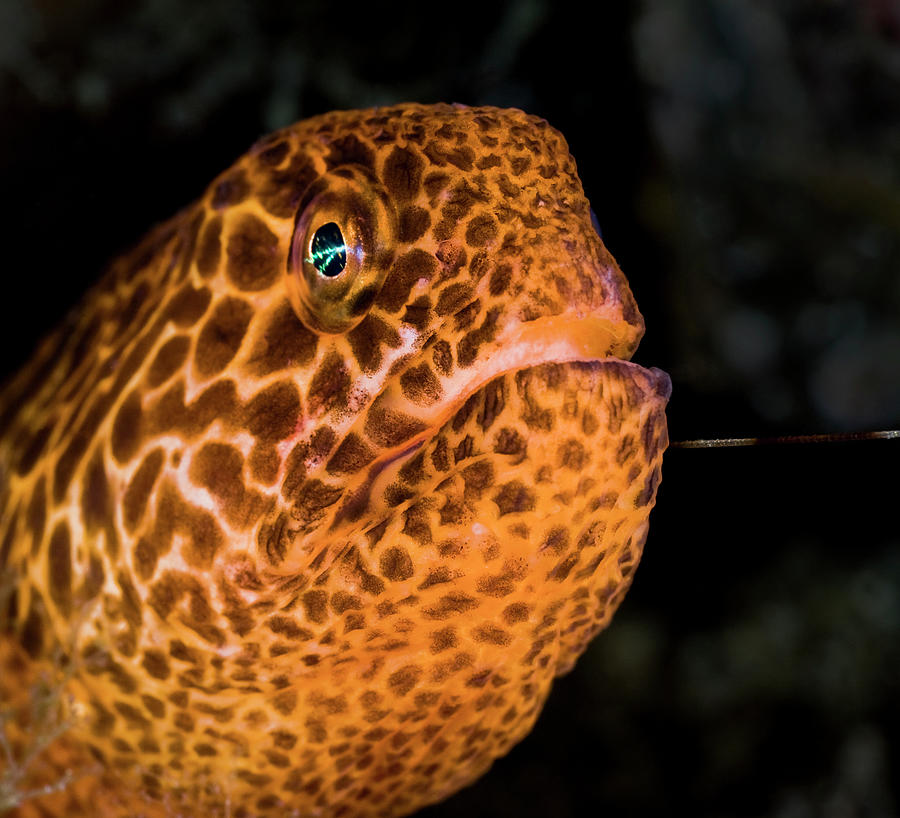 Wolf-eel Juvenile, With What Appears To Be The Antenna Of A Photograph ...