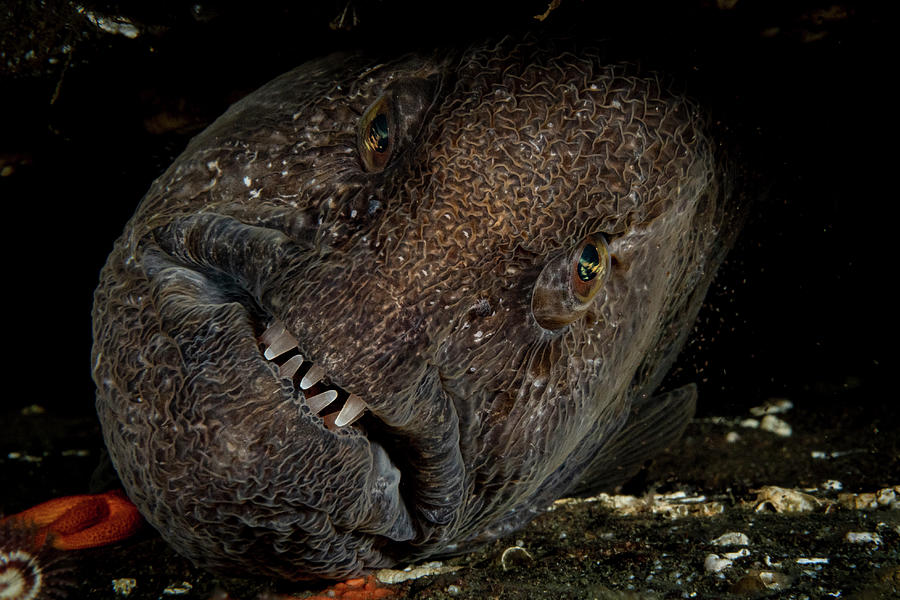 Wolf Eel Portrait, Vancouver Island Photograph by Shane Gross /naturepl ...