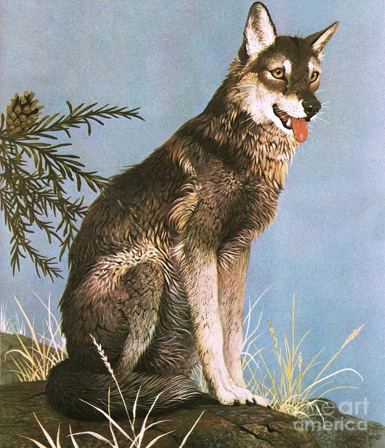 Wolf Painting by English School