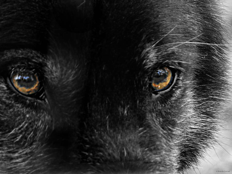 Wolf Eyes Photograph by Dark Whimsy