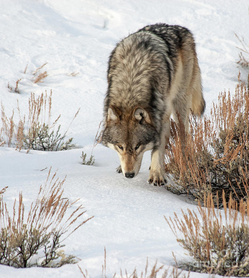 Wolf Photograph by Gary Beeler