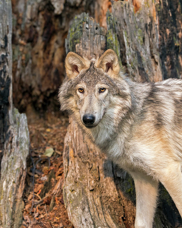 Wolf Photograph by Gary Samples