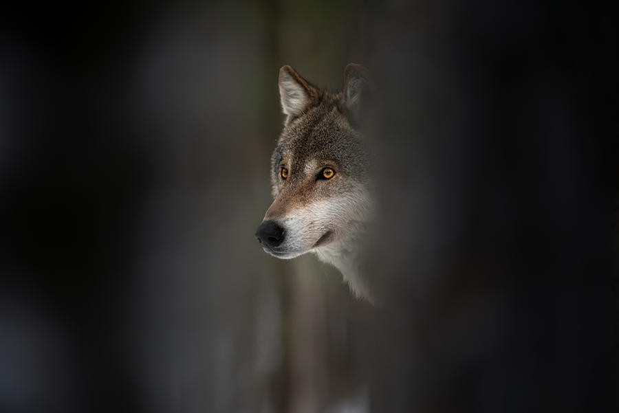 Animal Photograph - Wolf Hour by Vlad Sokolovsky