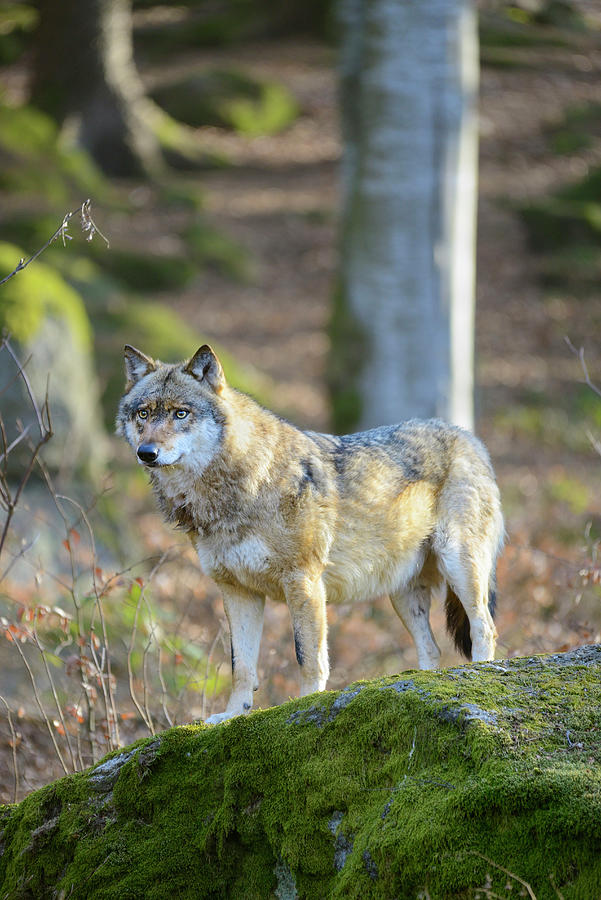 Wolf In Bavarian Forest, Germany Digital Art by Francesco Carovillano