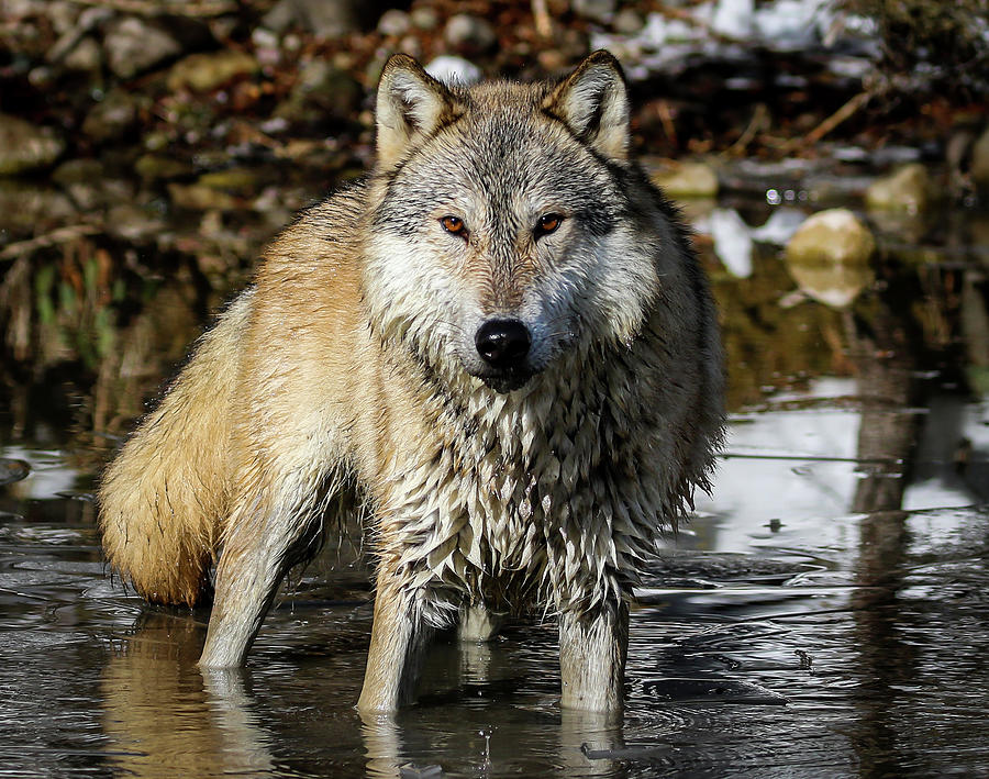 Wolf in Montana Photograph by Holly Cannon