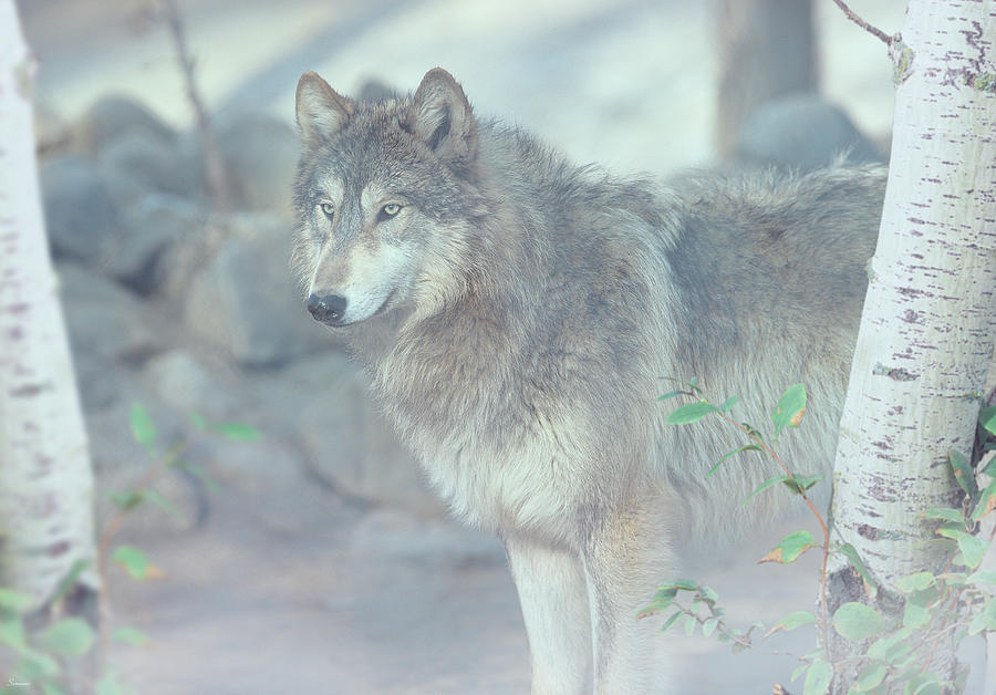 Wolf In The Mist Photograph By Gordon Semmens