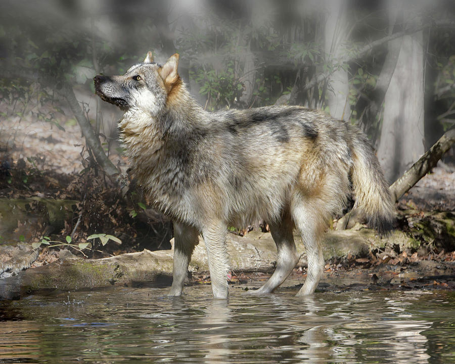 Wolf in the Mist Photograph by Jeannee Gannuch