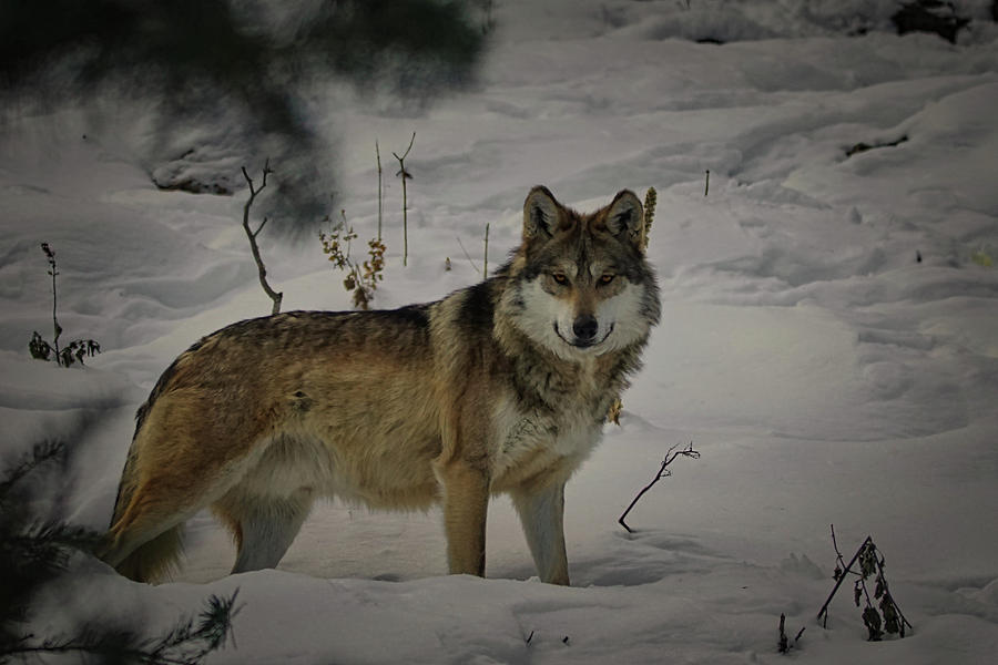 Wolf in the snow Photograph by Ernest Echols
