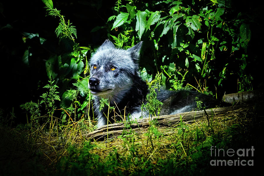 Wolf in Woods Photograph by Charline Xia