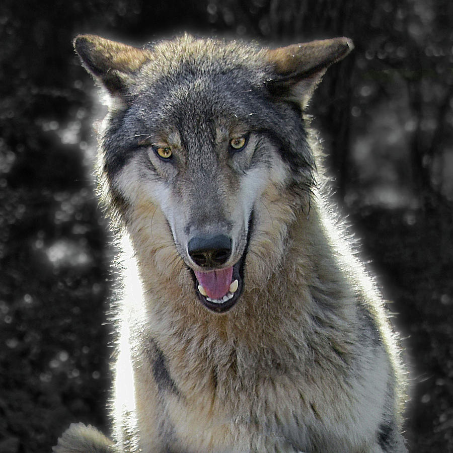 Wildlife Photograph - Wolf Intensity by Jeannee Gannuch