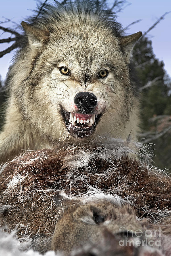 Wolf Kill Photograph