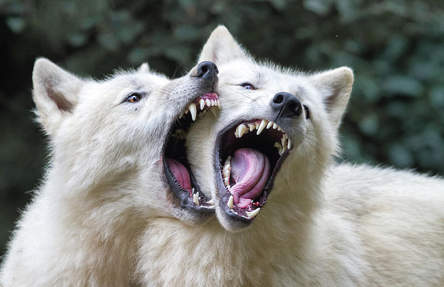 Wolves Photograph - Wolf Kiss by Libor Plo?ek