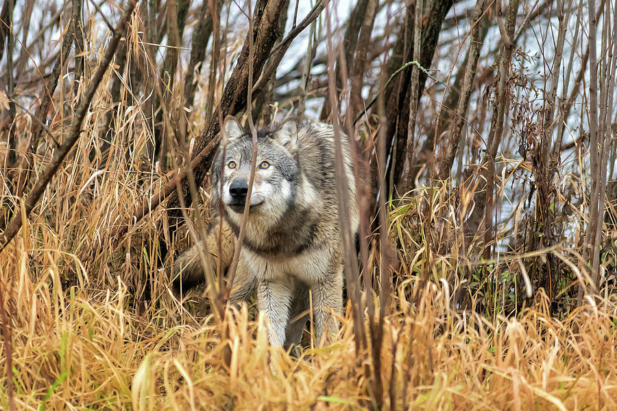 Wolf looking in the brush looking up Photograph by Dan Friend