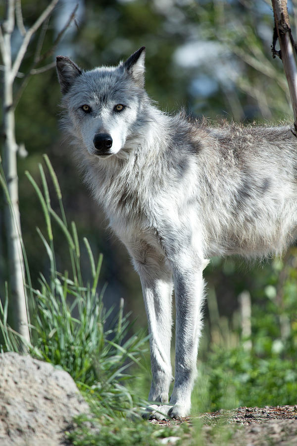 Wolf Photograph by Nathan  Blaney
