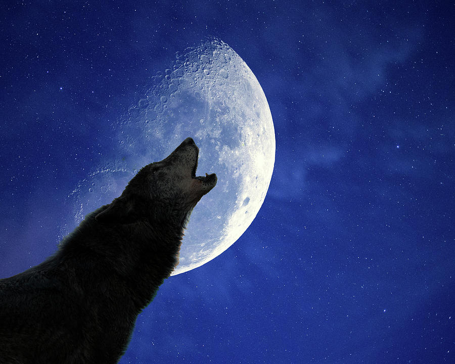 Wolves Mixed Media - Wolf Night by Ata Alishahi