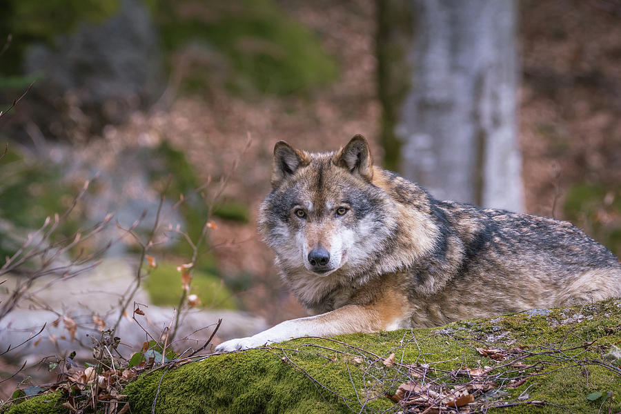 Wolf on the Rock Photograph by Tobias Luxberg | Fine Art America