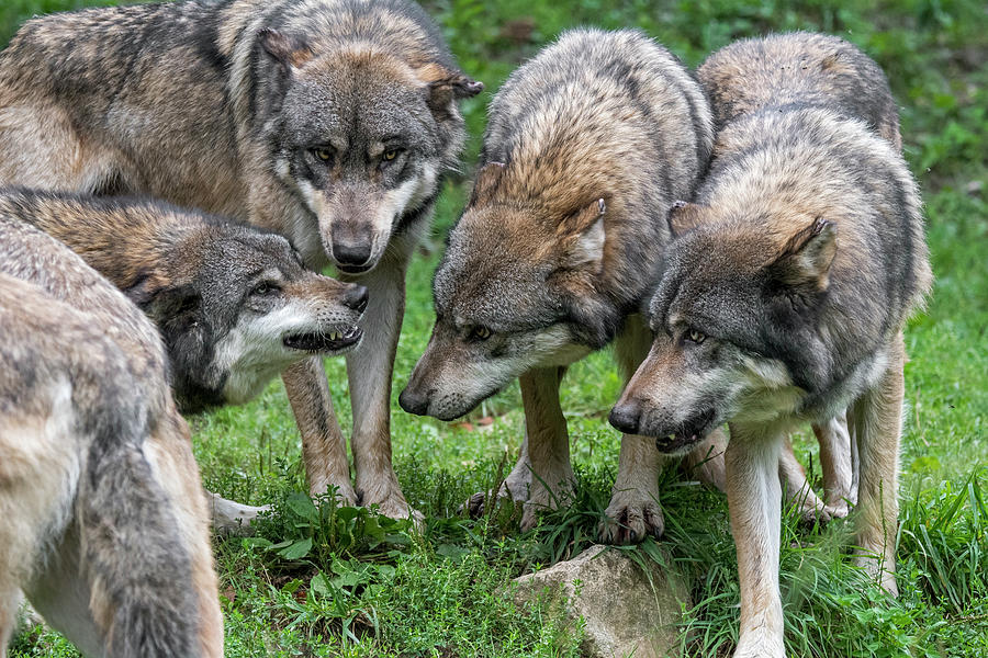 Wolf Pack Photograph by Arterra Picture Library