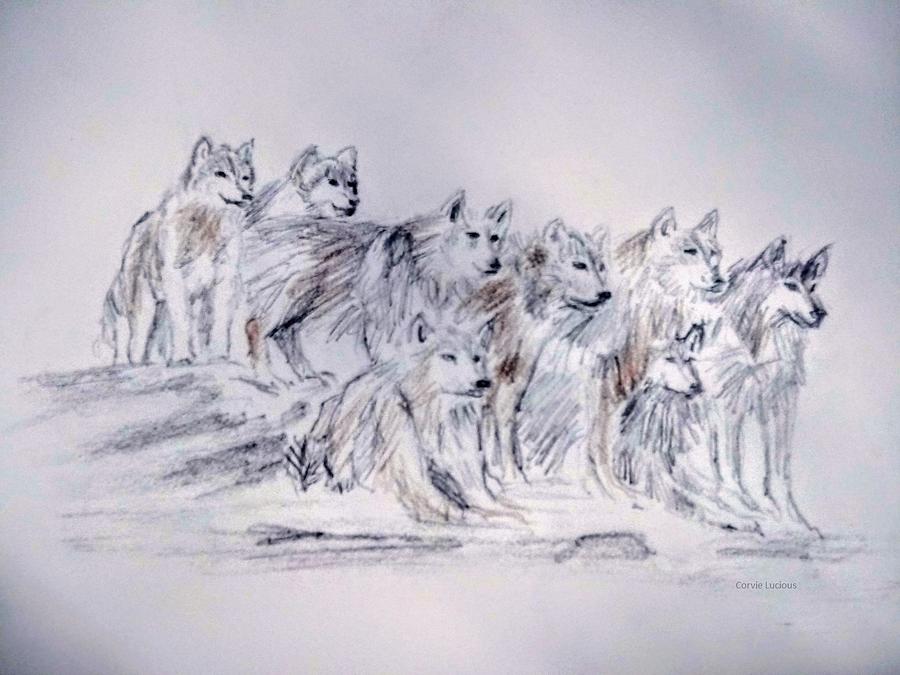 Wolf Pack Drawing by Corvie Lucious