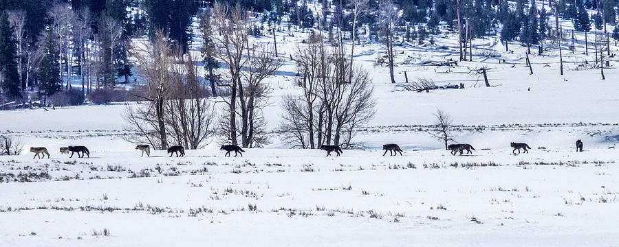 Wolf Pack on the move.... Photograph by David Choate - Fine Art America