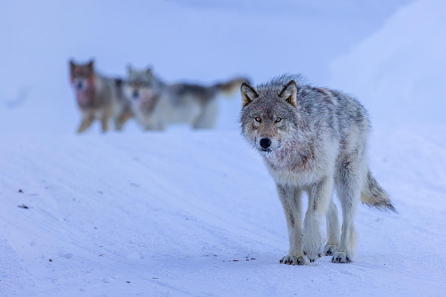 Wolf Pack Photograph by Siyu And Wei Photography - Pixels