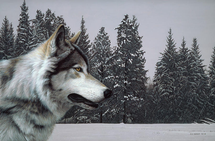 Wolf Portrait Painting by Ron Parker
