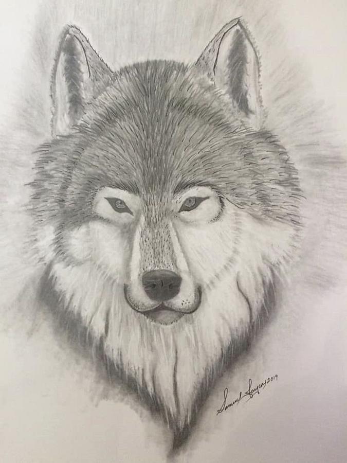 A Step-By-Step Guide of How to Draw a Wolf
