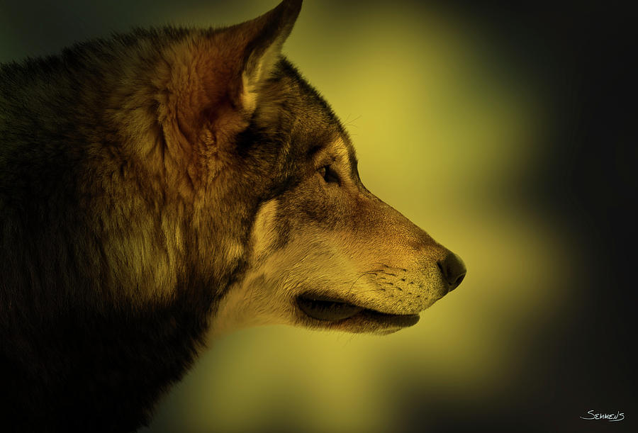 Wolves Photograph - Wolf Profile Hl1 by Gordon Semmens
