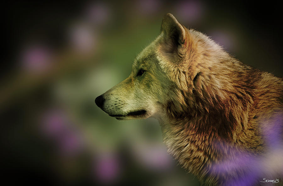Wolves Photograph - Wolf Profile Hl2 by Gordon Semmens